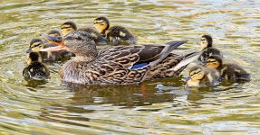BabyDuck6.jpg