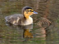 BabyDuck2.jpg