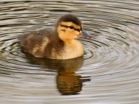 BabyDuck3.jpg