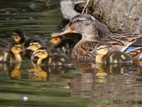 BabyDuck8.jpg