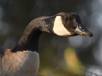 Goose.jpg