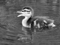 BabyDuckBW.jpg
