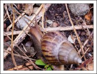 snail-olympus-12-50-1.jpg