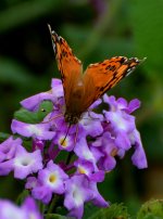 DSC_0015.JPG