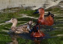 DSC_0037.JPG