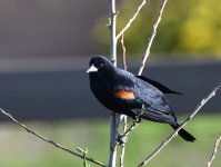 DSC_0052.JPG