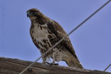 3-15-17-cr__D7K6063.jpg