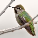 Hummer2.jpg