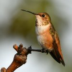 Hummer5.jpg