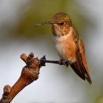 Hummer7.jpg