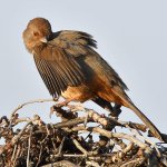 Towhee9.jpg