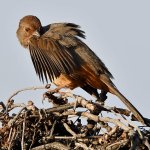 Towhee10.jpg