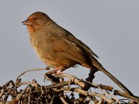Towhee2.jpg