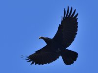 DSC_0086.JPG