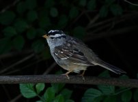 DSC_0092.JPG
