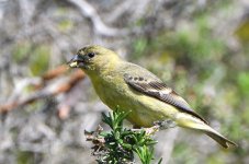 DSC_0109.JPG