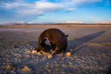 Antelope Island Buoy #2 3-15-2017.jpg