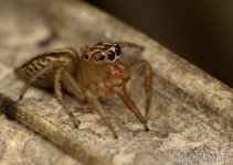 DSC_6064.jpg