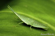 DSC_6075.jpg