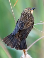 Blackbird.jpg