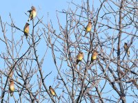 Waxwing.jpg