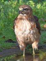 Hawk8.jpg
