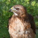 Hawk10.jpg