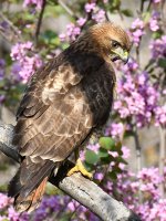 Hawk12.jpg