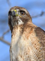Hawk39.jpg