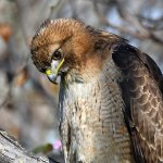 Hawk21.jpg
