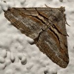 Moth2.jpg