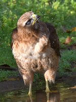 Hawk43.jpg