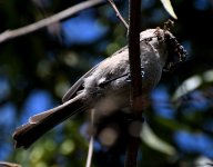 DSC_0125.JPG