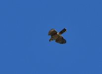 DSC_0128.JPG