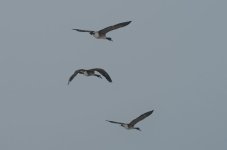 DSC_3178.jpg
