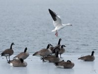 IMG_0797.jpg