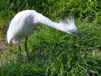 Egret2.jpg