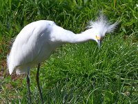 Egret4.jpg