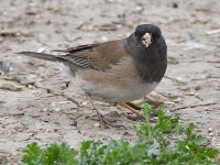 Junco4.jpg