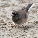 Junco.jpg
