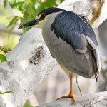 BlackHeron.jpg