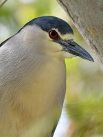 BlackHeron11.jpg