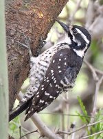 Woodpecker4.jpg