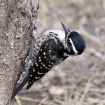 Woodpecker11.jpg