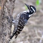 Woodpecker12.jpg