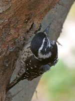 Woodpecker13.jpg