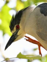 BlackHeron4.jpg