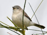 Gnatcatcher4.jpg