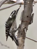 Woodpecker2.jpg