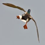 Mallard2.jpg